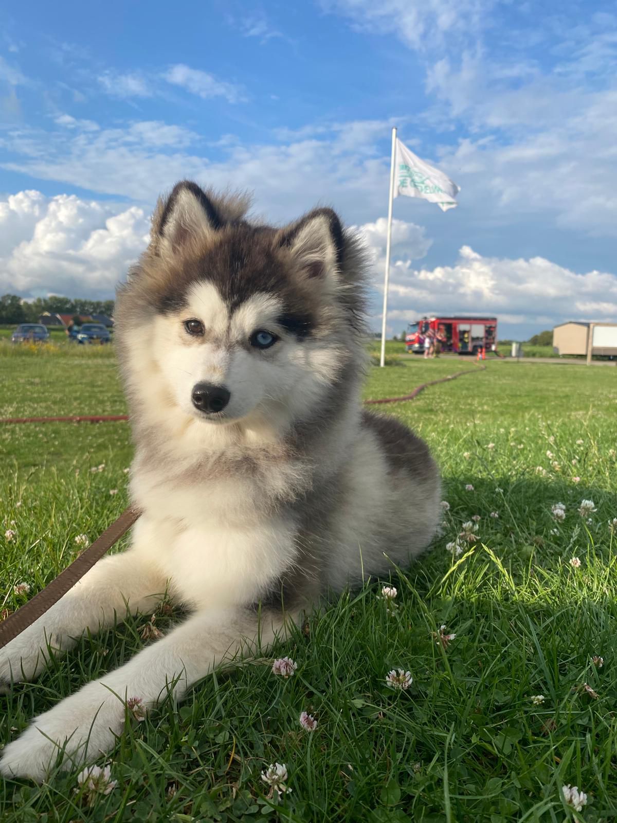 Husky puppy ontspannen in het gras tijdens een wandeling